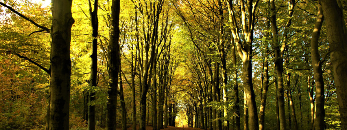 Bos in herfst ondergaande zon